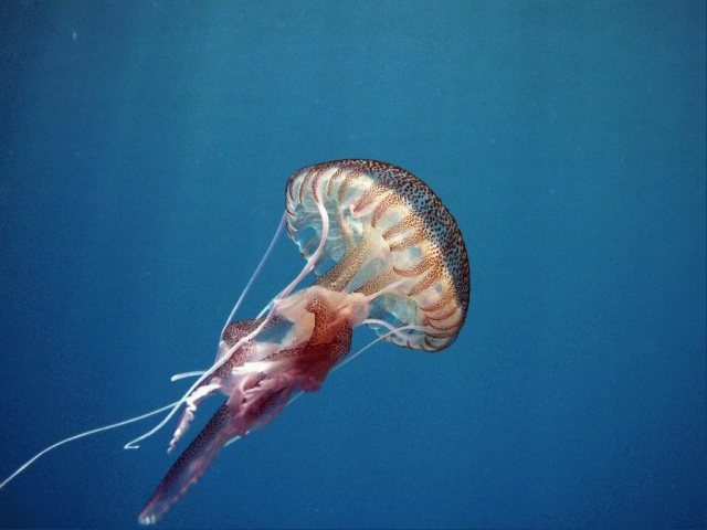  Descubre el mundo submarino 